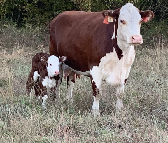 Rose Cattle Farm cow and calf
