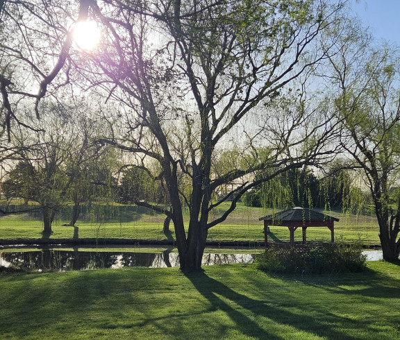 Large willow trees around a Shiny pond, early morning. Small red gazebo between two trees. Blue sky