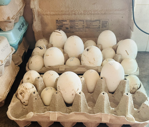 Goose and Duck Eggs