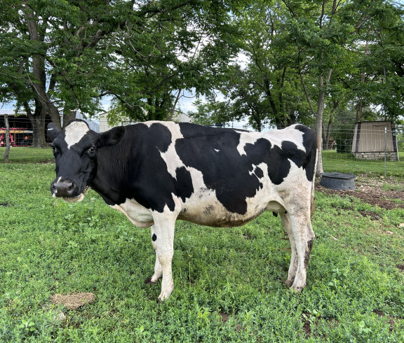 Holstein cow in milk