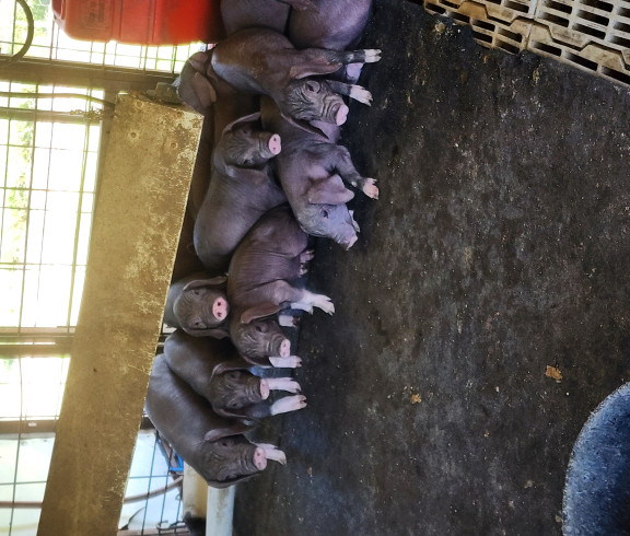 Leck Family, Leck Family showpigs
