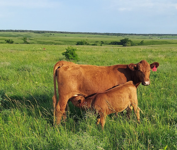 Nurturing Acres Ranch