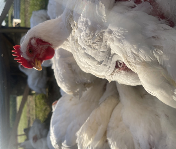 Cornish Cross Chickens