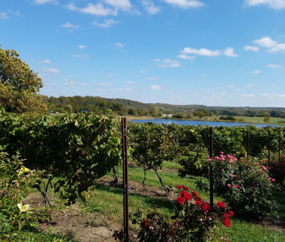 Crescent Moon Winery's Vineyard