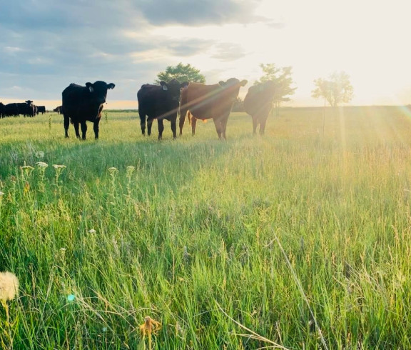 Higgason Cattle Co