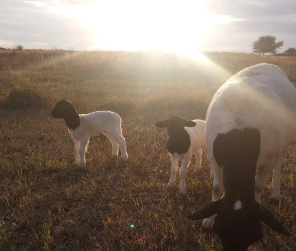 An Ewe and her twin lambs out in the field as the sun was setting.