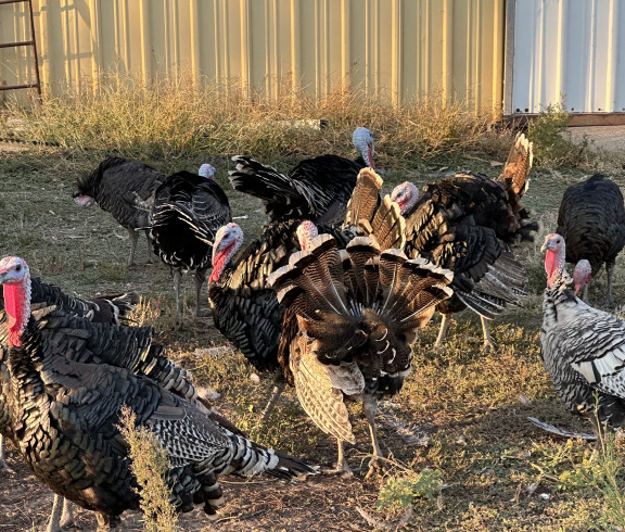 Organically fed, free range, heritage turkeys