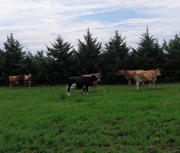 dairy cows out on pasture