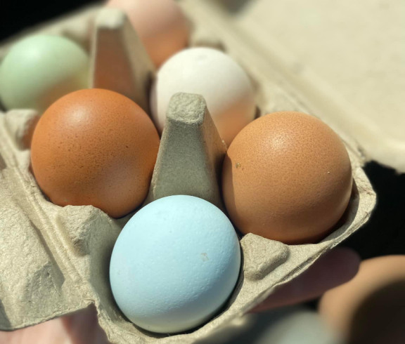 Assorted color of delicious eggs in each carton. Egg colors may be blue, green, white, light brown, dark brown, crème, or even speckled!