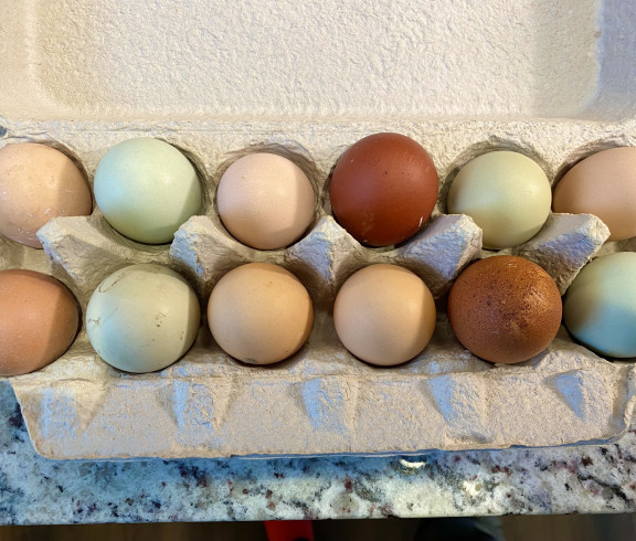 Eggs