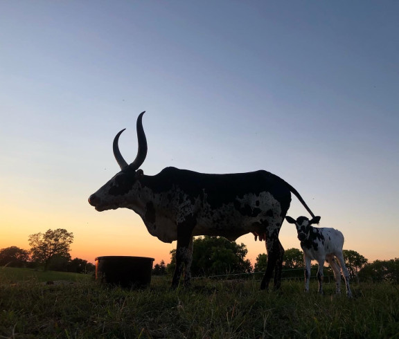 Gallagher Farm's Lucy, the Watusi, and her baby.