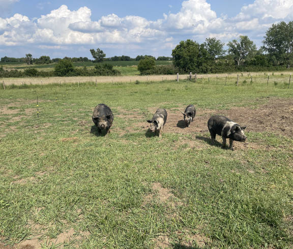 Pasture Raised Idaho Pasture Pigs