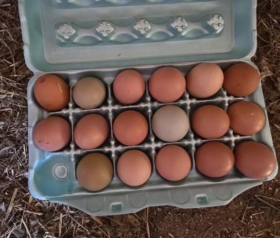 Butt nuggets, Chicken eggs, fresh farm eggs