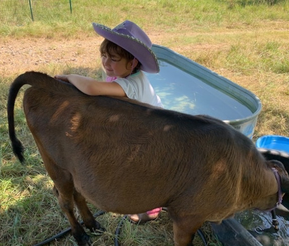 Raw Dairy Products, Jersey cows and Nubian goats