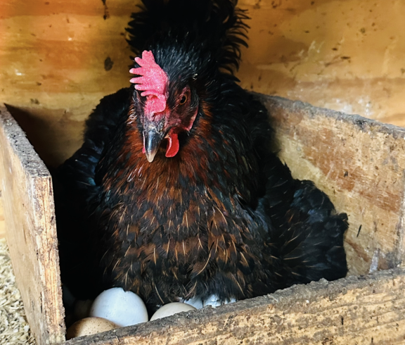 Black Copper Maran hen