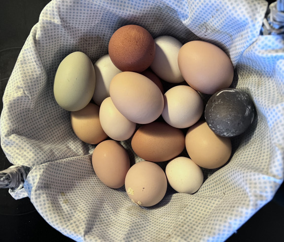 Chicken eggs