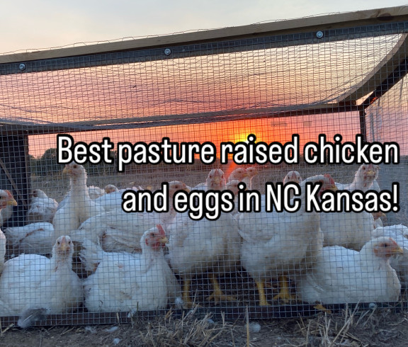 Best Pasture raised chicken and eggs in NC Kansas! Also featuring beef and pork.  Hormones or antibiotic free. Farm Tours available. 