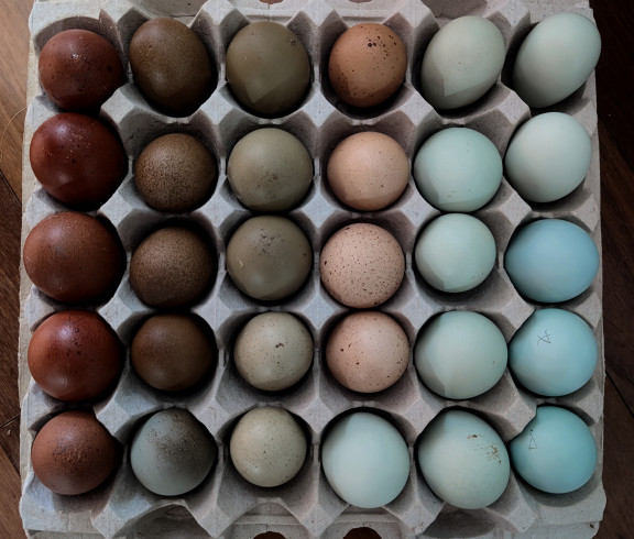Available hatching eggs