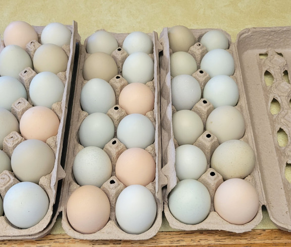 Chicken Eggs