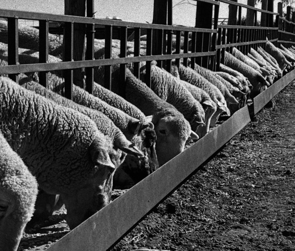 Bunkline Feeding Ewes