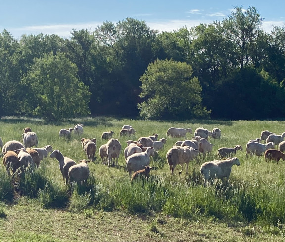 Grass fed, grass finished, pasture raised lambs