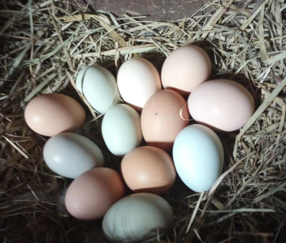 Give no Clucks eggs