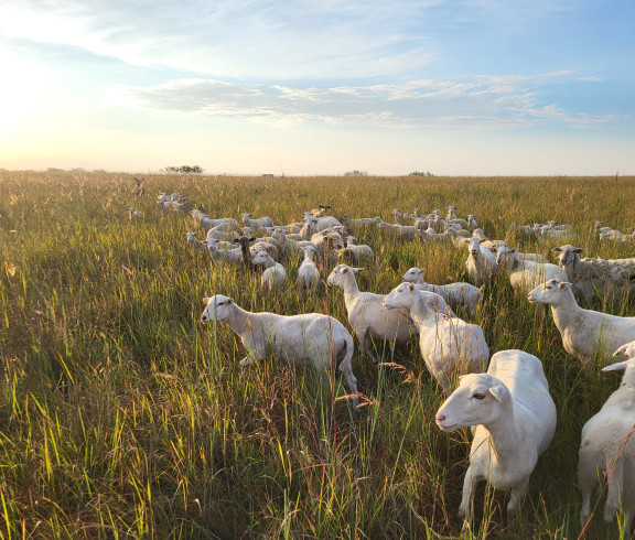Lamb out on native pasture.