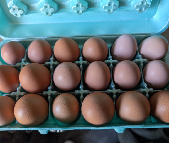 Chicken Eggs