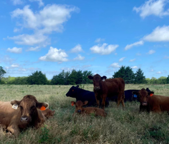 Cows