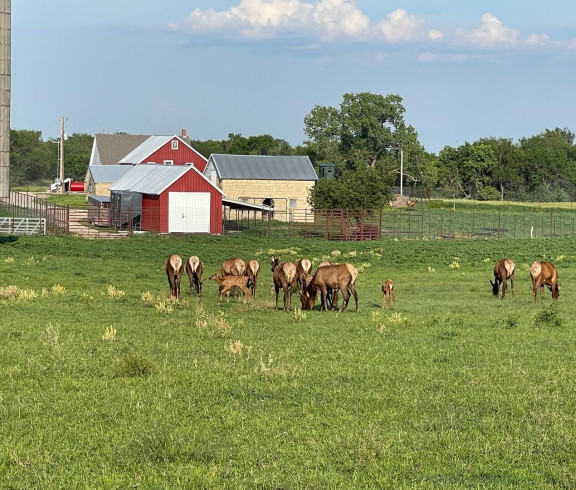 Shop our elk products at Acorns Resort, located at 3710 Farnum Creek Rd in Milford, Kansas.