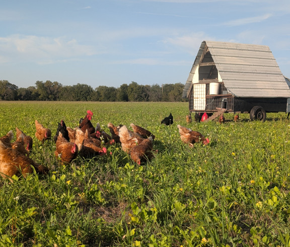 Chickens 
