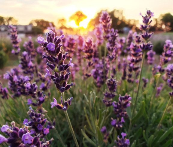Produce or plants for Elam Lavender and Honey Bee Farm LLC.