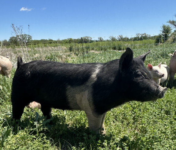 Pasture Raised Pork