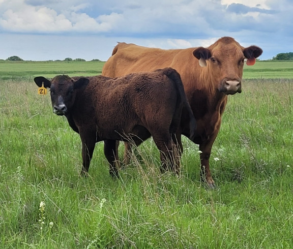 Cow Calf Operation 
