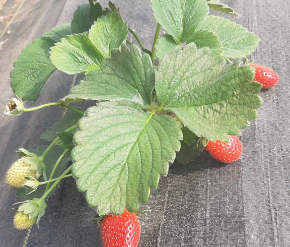 strawberries, tomatoes, peppers, cucumbers, onions, watermelons, cantaloupes