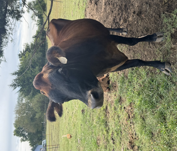 Raw A2A2 dairy