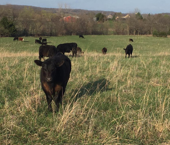 Farm animals for Rose Cattle Farm.