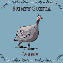 Guinea hen on blue background