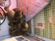 French Toulouse Goslings $20 each - Straight Run