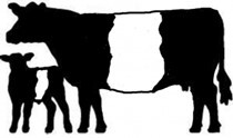 Belted Galloway cow with calf