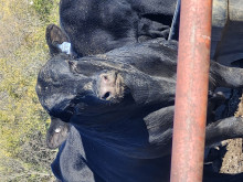 Coddled Cattle 