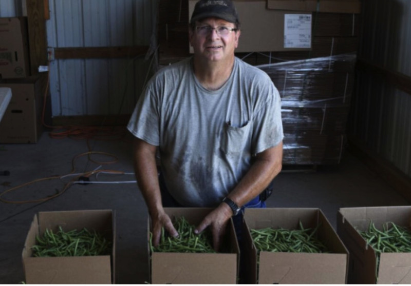 Kansas grown green beans