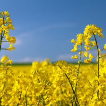 canola grown in Kansas