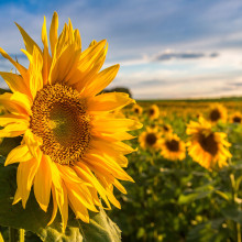 sunflowers grown in kansas