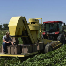 picking green beans in Kansas