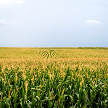 Corn